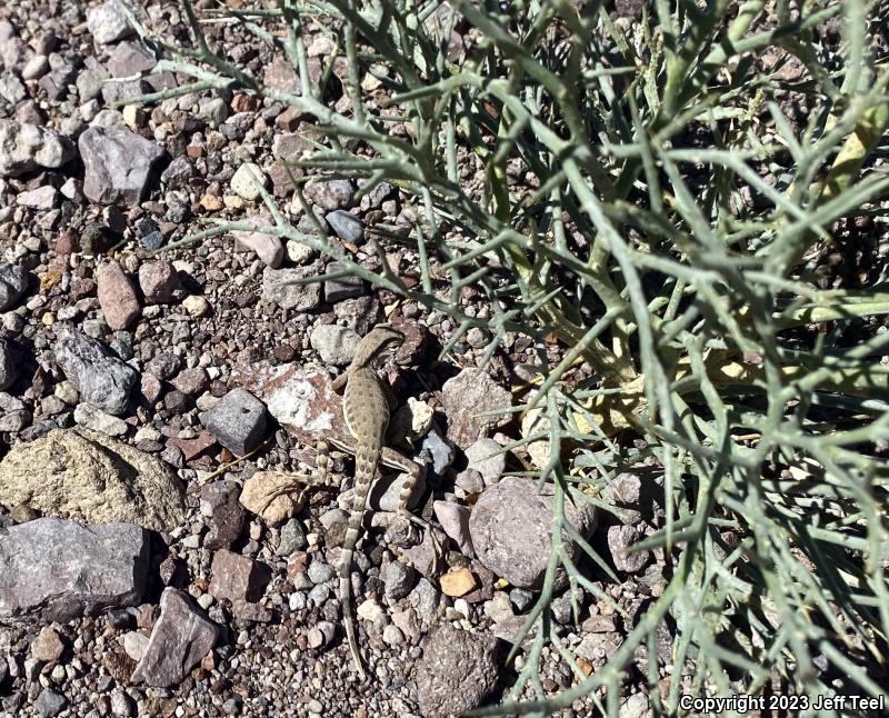 Common Zebra-tailed Lizard (Callisaurus draconoides draconoides)