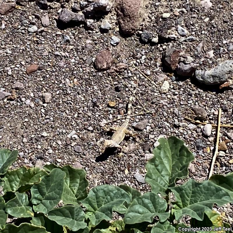 Common Zebra-tailed Lizard (Callisaurus draconoides draconoides)