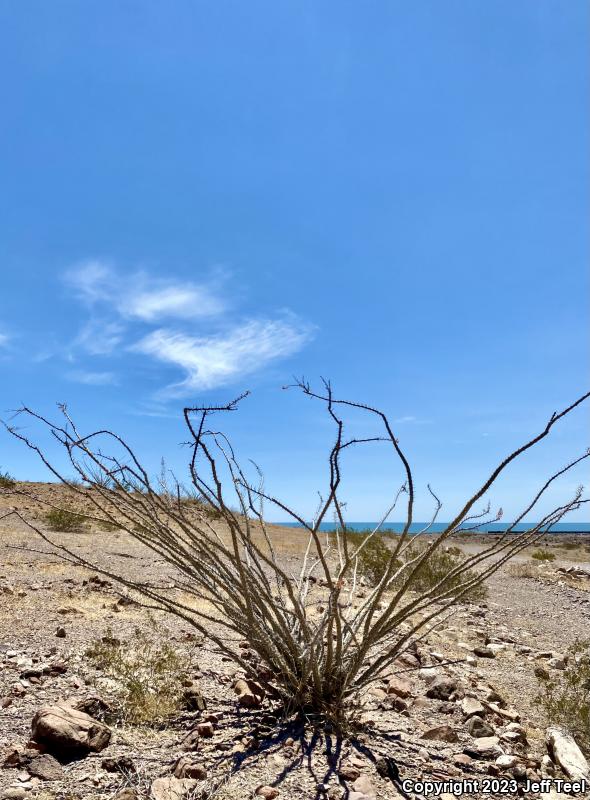 Common Zebra-tailed Lizard (Callisaurus draconoides draconoides)