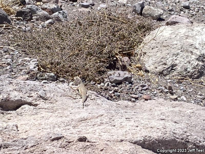 Common Zebra-tailed Lizard (Callisaurus draconoides draconoides)