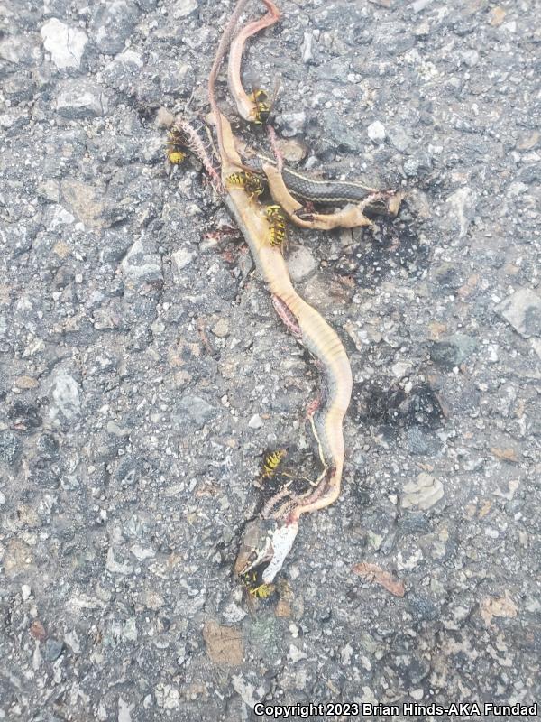 California Striped Racer (Coluber lateralis lateralis)