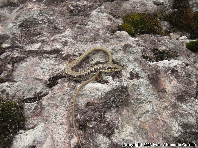 Madrean Alligator Lizard (Elgaria kingii)