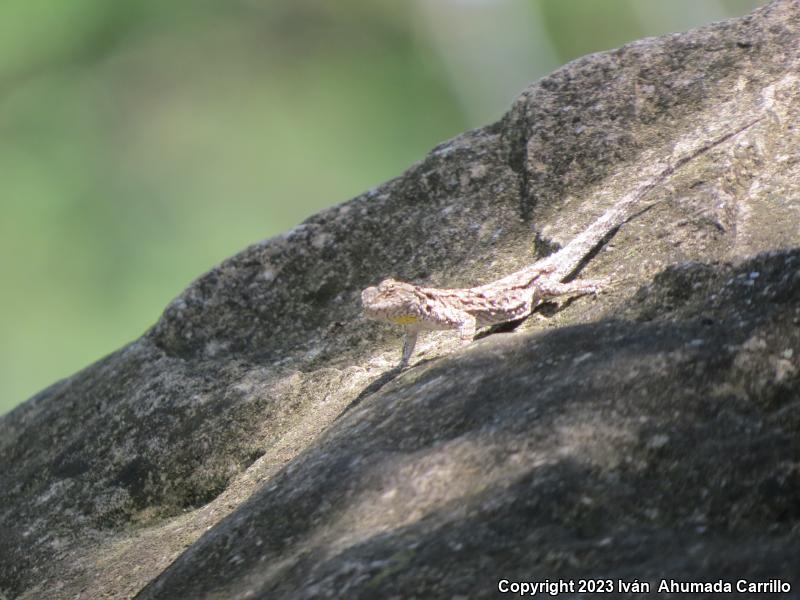 Tropical Tree Lizard (Urosaurus bicarinatus)