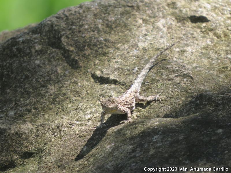 Tropical Tree Lizard (Urosaurus bicarinatus)