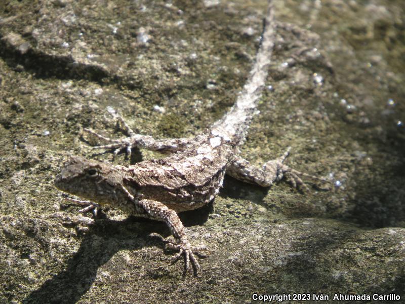 Tropical Tree Lizard (Urosaurus bicarinatus)