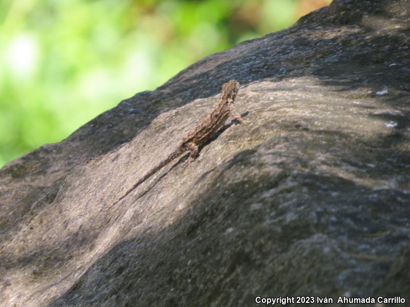 Tropical Tree Lizard (Urosaurus bicarinatus)