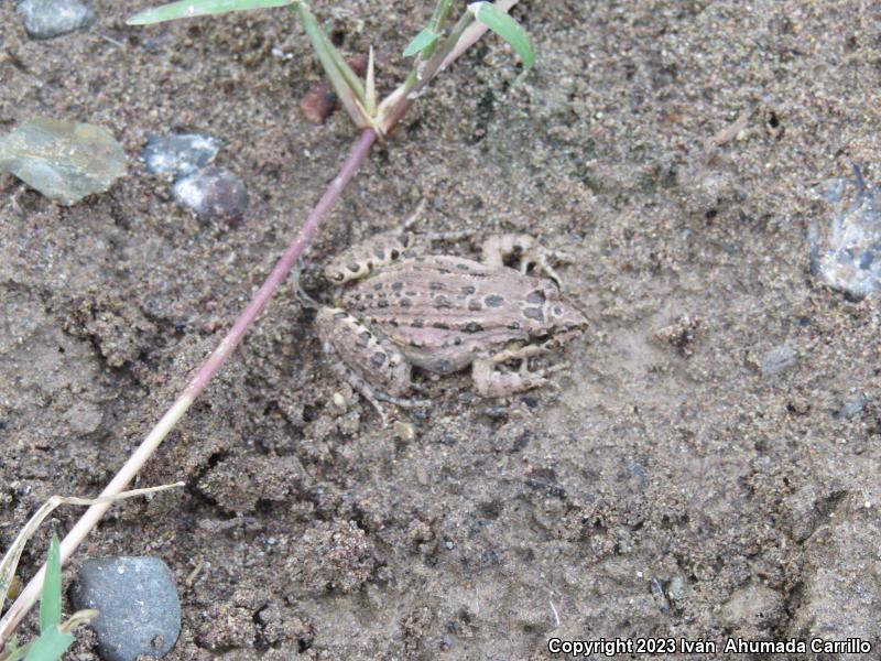 Sabinal Frog (Leptodactylus melanonotus)