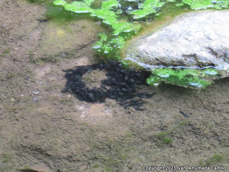 Sabinal Frog (Leptodactylus melanonotus)