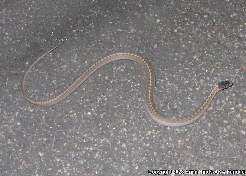 Wandering Gartersnake (Thamnophis elegans vagrans)