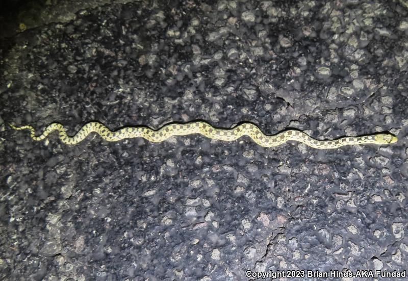 Sonoran Gopher Snake (Pituophis catenifer affinis)