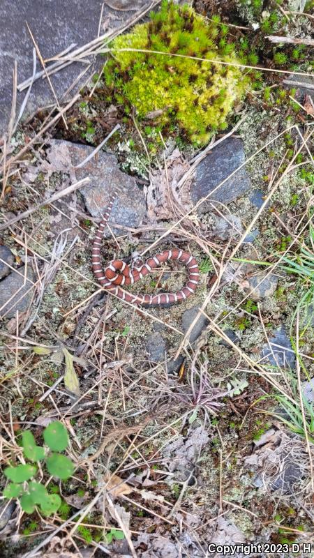 Eastern Milksnake (Lampropeltis triangulum triangulum)