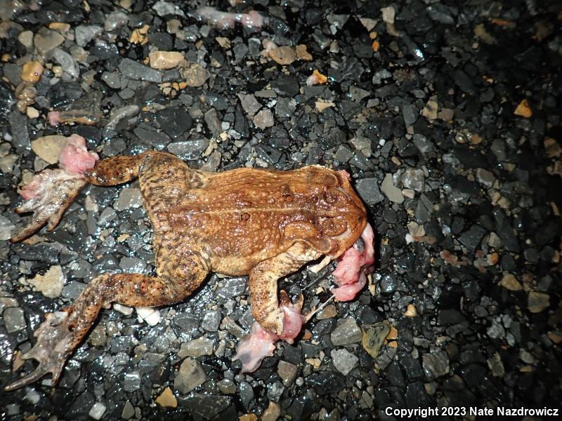 Eastern American Toad (Anaxyrus americanus americanus)