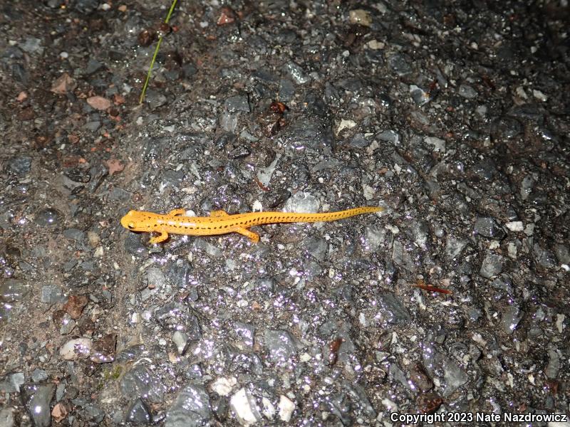 Long-tailed Salamander (Eurycea longicauda)