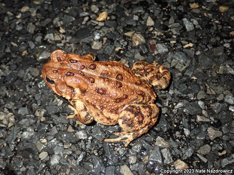 Eastern American Toad (Anaxyrus americanus americanus)