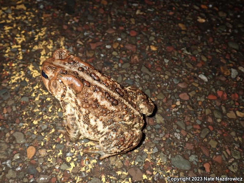 Eastern American Toad (Anaxyrus americanus americanus)