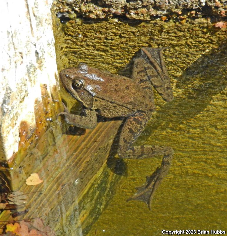 California Red-legged Frog (Rana draytonii)