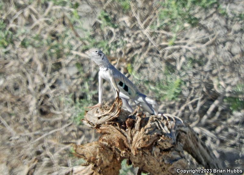 Western Zebra-tailed Lizard (Callisaurus draconoides rhodostictus)