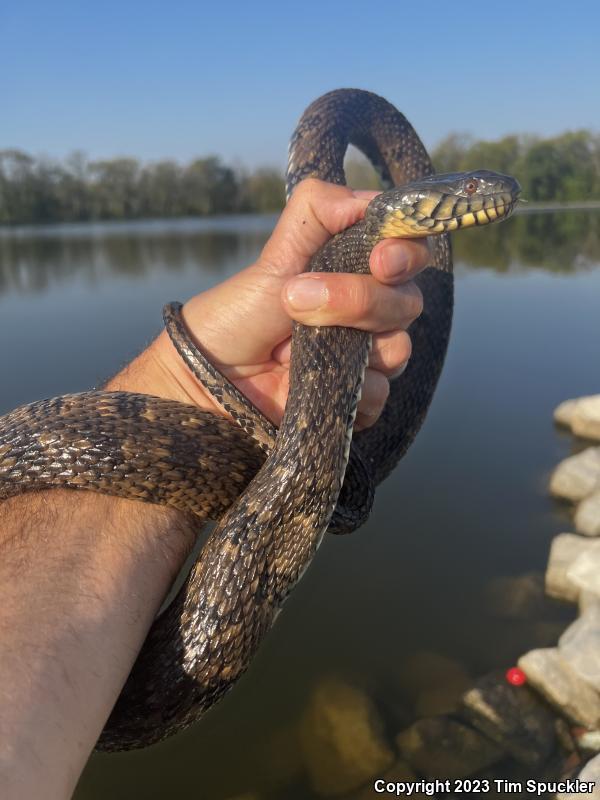 Diamond-backed Watersnake (Nerodia rhombifer rhombifer)