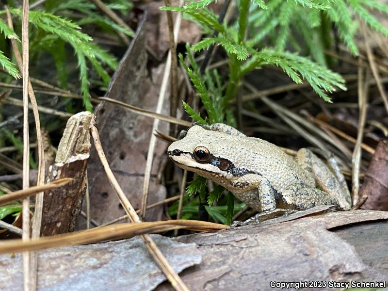 Upland Chorus Frog (Pseudacris feriarum)