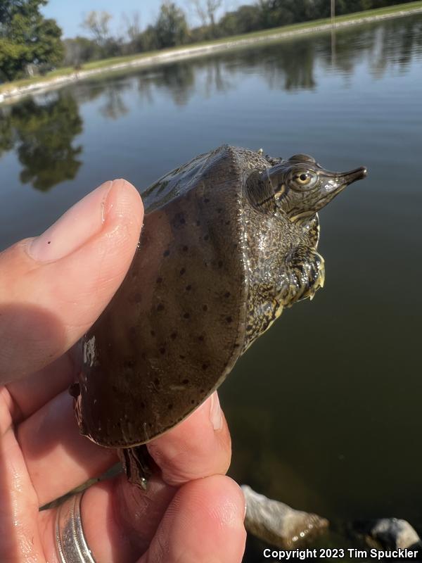 Eastern Spiny Softshell (Apalone spinifera spinifera)