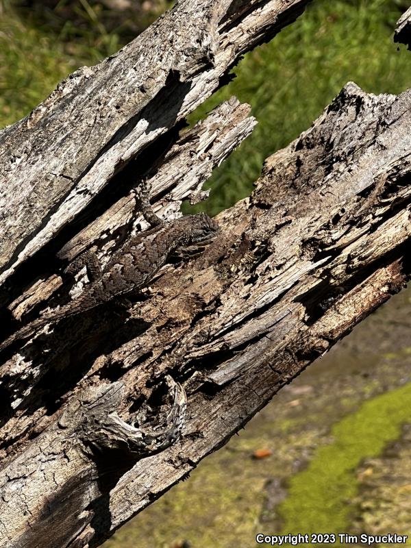 Prairie Lizard (Sceloporus consobrinus)