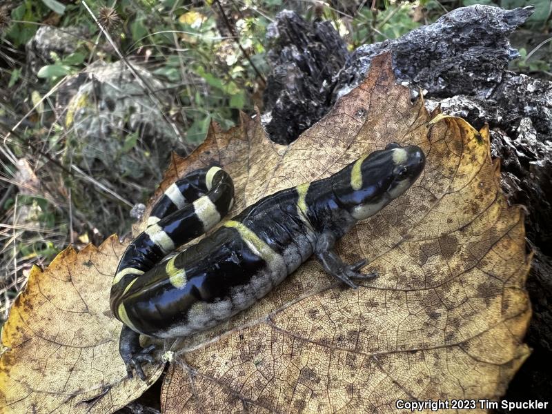 Ringed Salamander (Ambystoma annulatum)