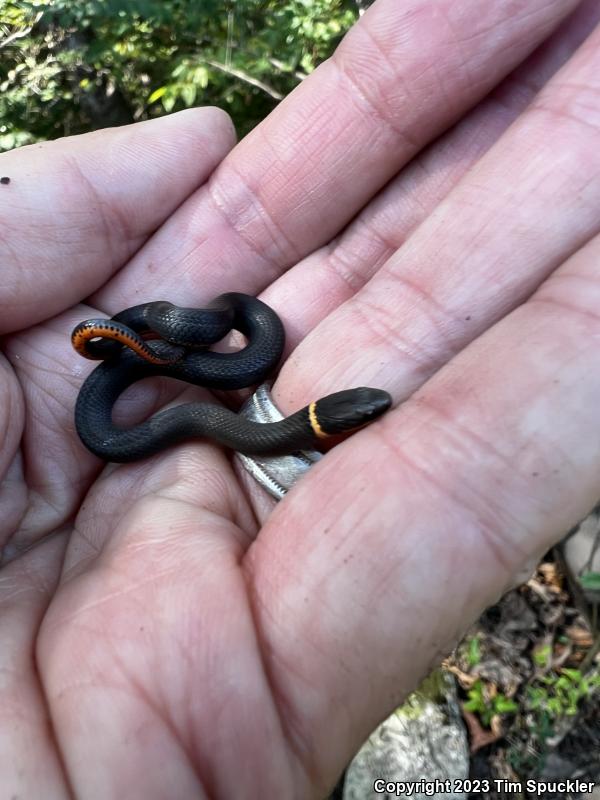 Prairie Ring-necked Snake (Diadophis punctatus arnyi)