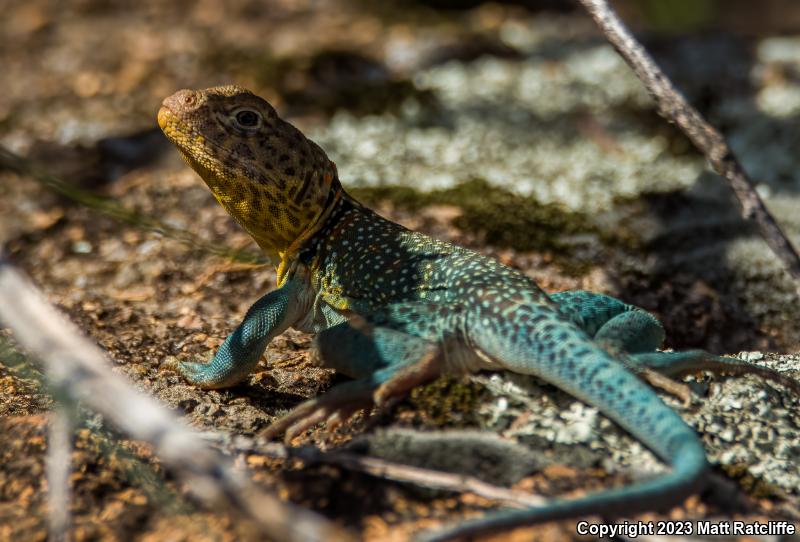 Eastern Collared Lizard (Crotaphytus collaris)