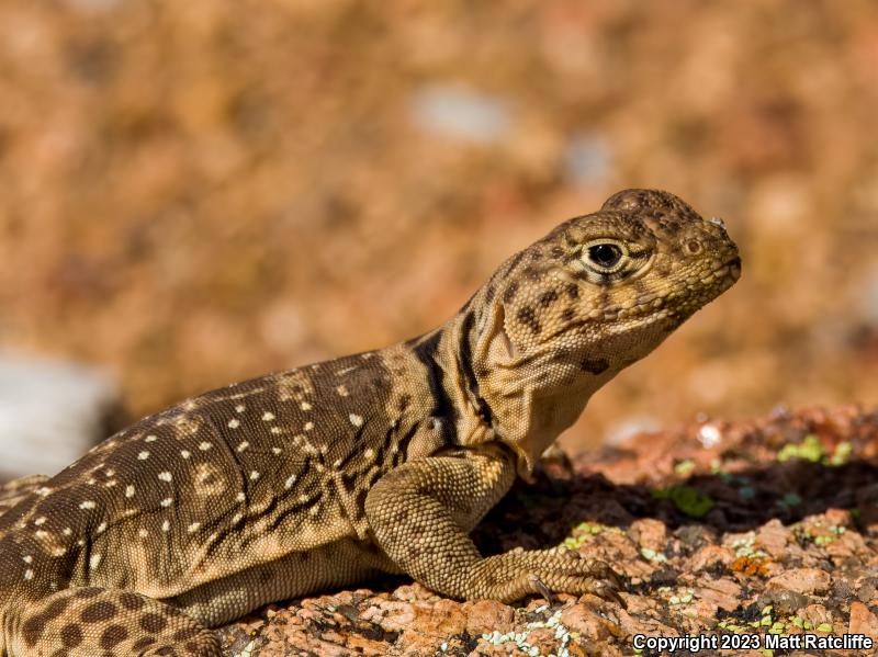 Eastern Collared Lizard (Crotaphytus collaris)