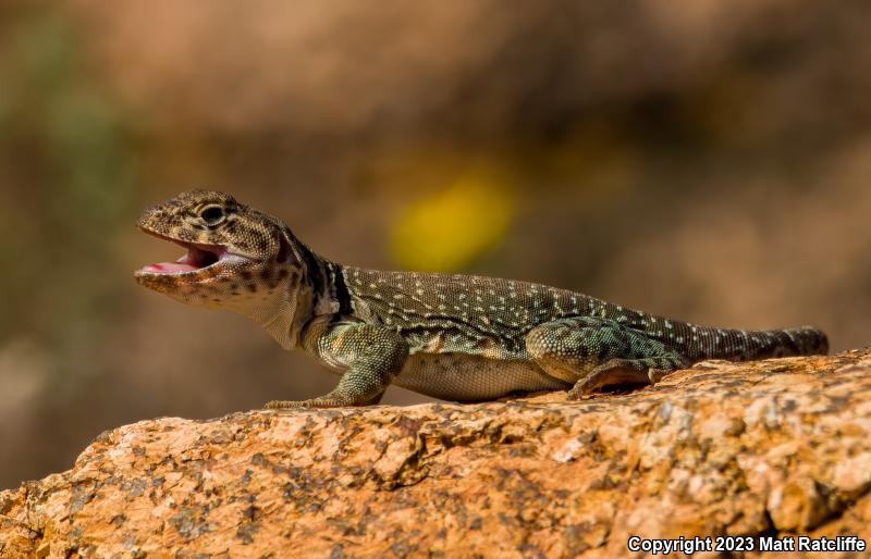 Eastern Collared Lizard (Crotaphytus collaris)