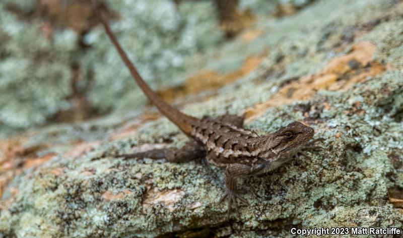 Prairie Lizard (Sceloporus consobrinus)