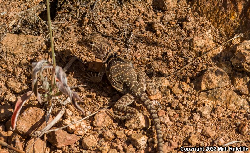 Eastern Collared Lizard (Crotaphytus collaris)