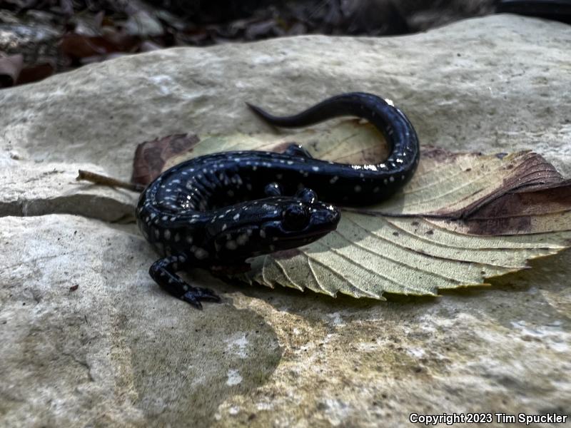 Western Slimy Salamander (Plethodon albagula)