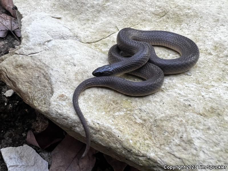 Rough Earthsnake (Virginia striatula)