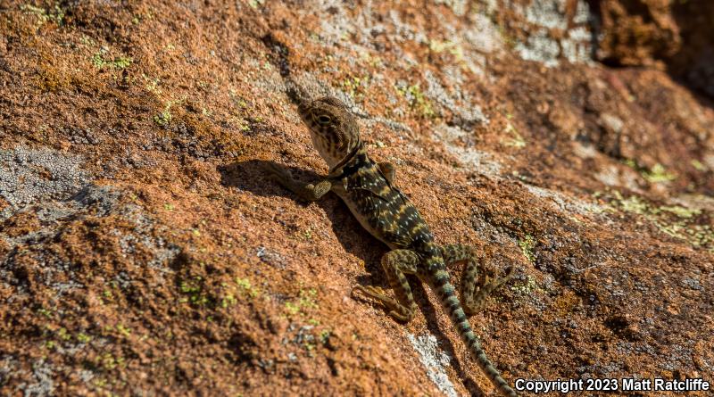 Eastern Collared Lizard (Crotaphytus collaris)