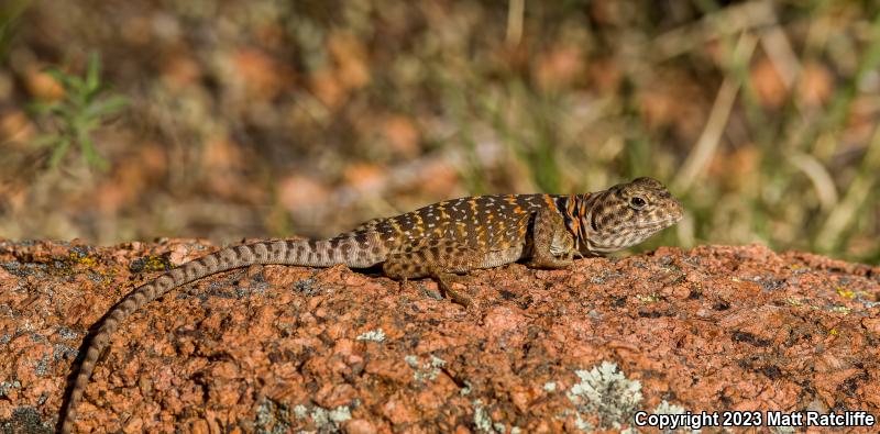 Eastern Collared Lizard (Crotaphytus collaris)