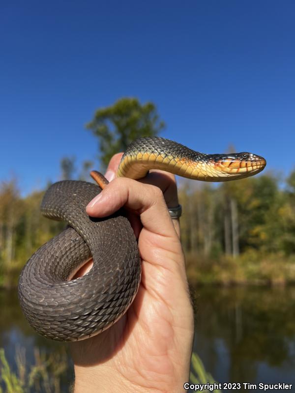 Yellow-bellied Watersnake (Nerodia erythrogaster flavigaster)