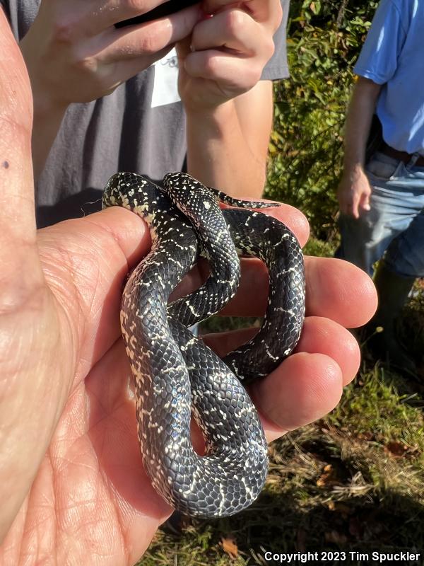 Black Kingsnake (Lampropeltis getula nigra)