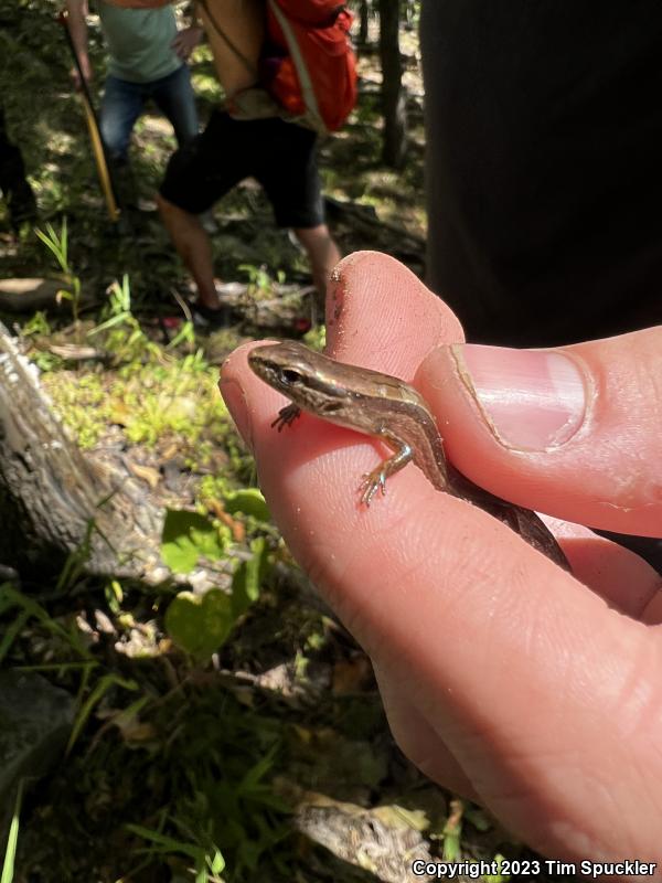 Little Brown Skink (Scincella lateralis)