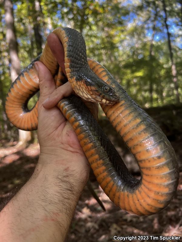 Copper-bellied Watersnake (Nerodia erythrogaster neglecta)