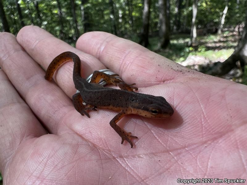 Central Newt (Notophthalmus viridescens louisianensis)