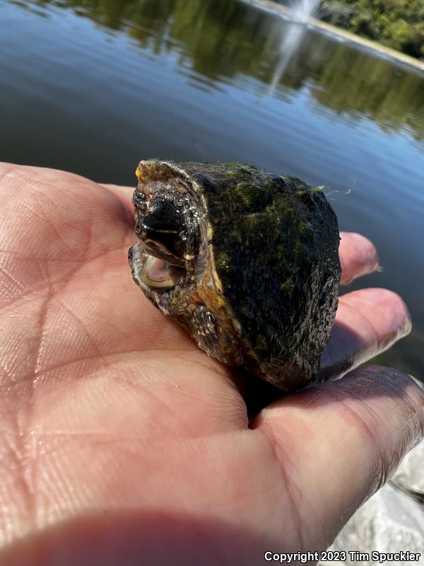 Eastern Musk Turtle (Sternotherus odoratus)