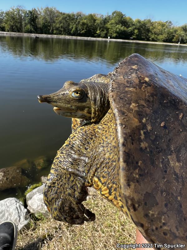 Eastern Spiny Softshell (Apalone spinifera spinifera)