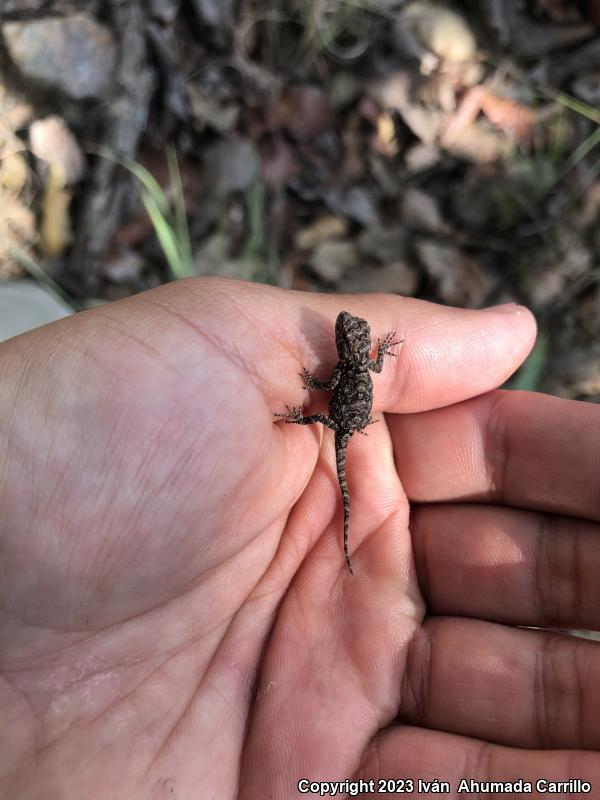 Tubercular Tree Lizard (Urosaurus bicarinatus tuberculatus)