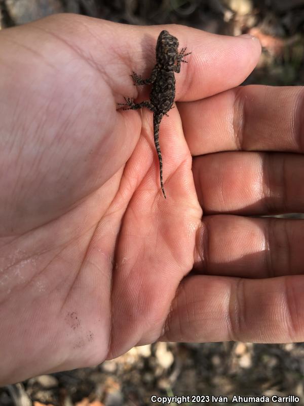 Tubercular Tree Lizard (Urosaurus bicarinatus tuberculatus)