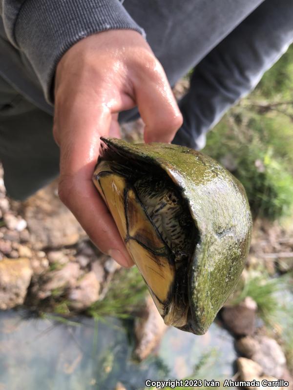 Mexican Mud Turtle (Kinosternon integrum)