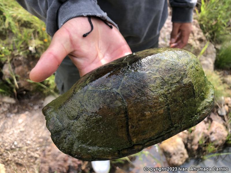 Mexican Mud Turtle (Kinosternon integrum)