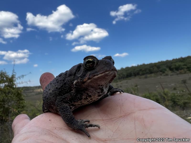 Eastern American Toad (Anaxyrus americanus americanus)