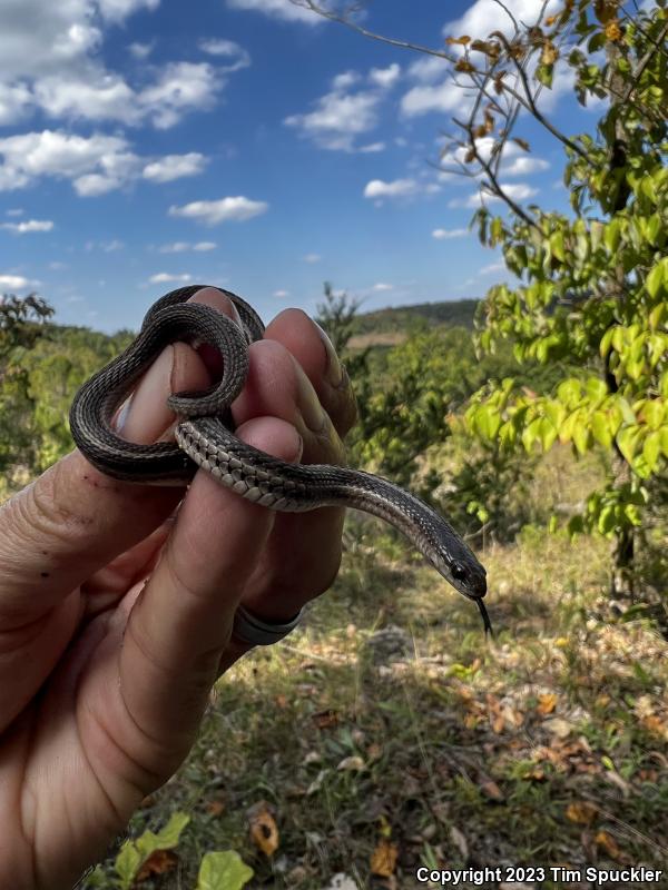 Lined Snake (Tropidoclonion lineatum)