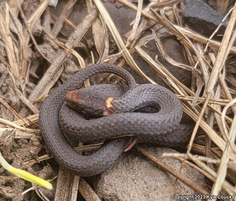 Northern Red-bellied Snake (Storeria occipitomaculata occipitomaculata)